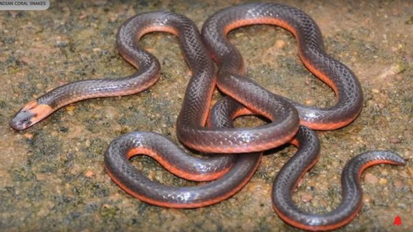 Calliophis Castoe  - Sputnik International