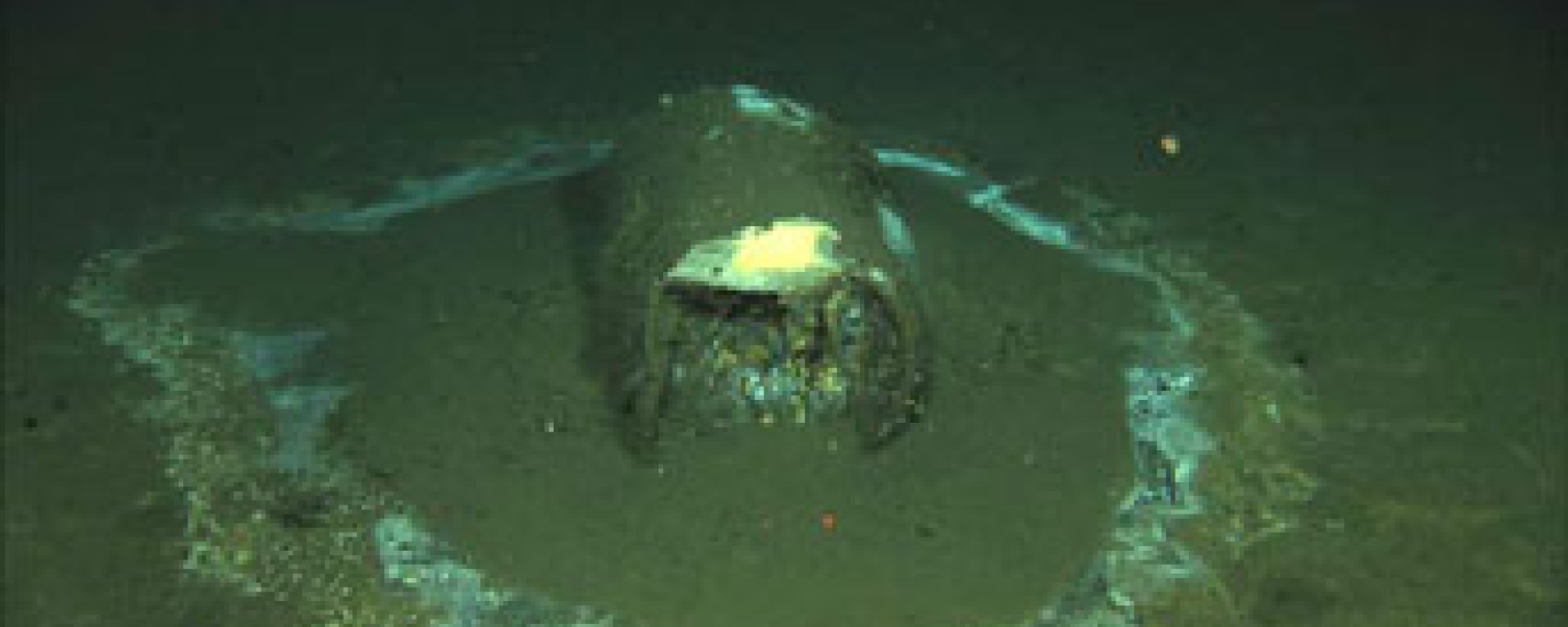 Barrel of DDT found off the coast of Santa Catalina Island in California. Barrel of DDT found off the coast of Santa Catalina Island in California. - Sputnik International, 1920, 04.08.2022