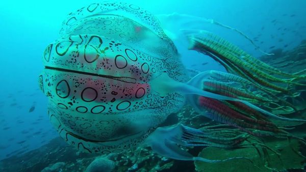 Jellyfish - Sputnik International
