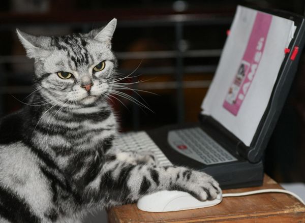 Maverick, an American Shorthair, keeps its claw on a mouse while it uses a computer at a press preview for the Cat Fanciers' Association show on October 10, 2007 at Madison Square Garden in New York. - Sputnik International