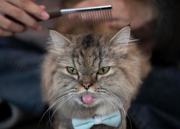 A cat has its hair brushed at Caturday Cafe in Bangkok, Thailand, Friday, May 8, 2020. Small restaurants were among the few venues allowed to start again during the gradual easing of restrictions in Thailand's capital Bangkok that were imposed weeks ago to combat the spread of the coronavirus. - Sputnik International