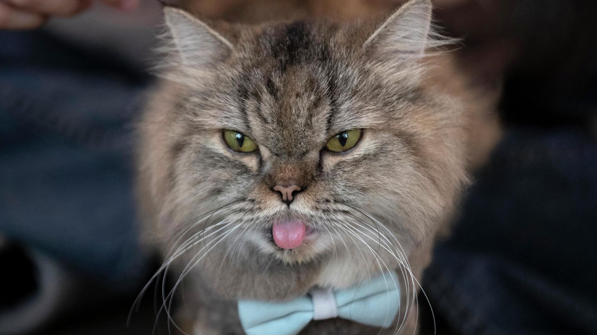 Кошку расчесывает в кафе Caturday в Бангкоке, Таиланд - Sputnik International, 1920, 14.08.2022