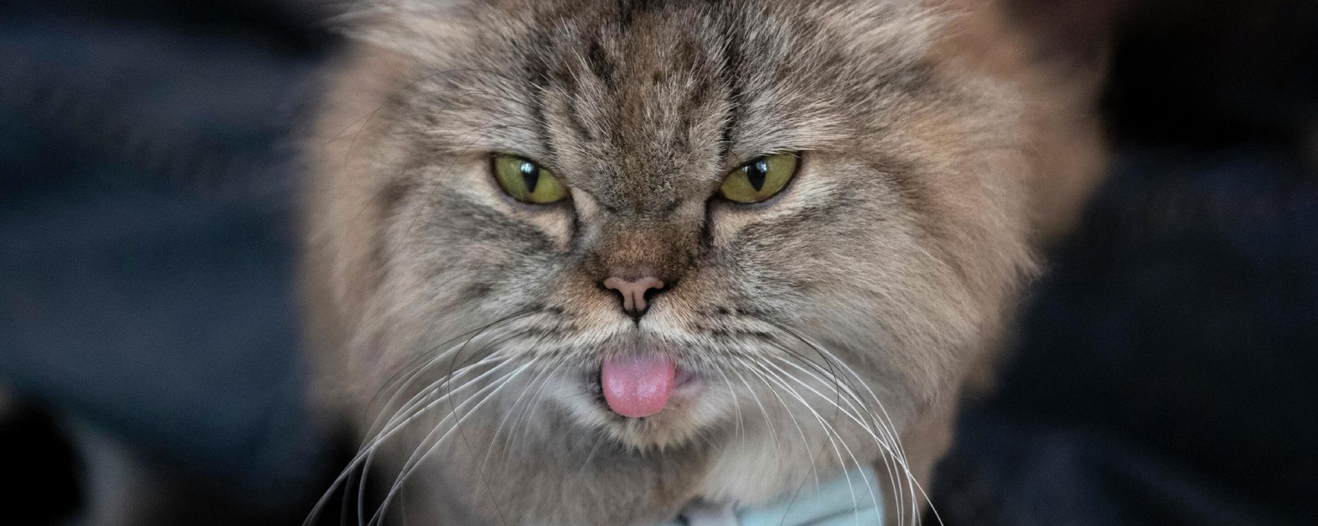 Кошку расчесывает в кафе Caturday в Бангкоке, Таиланд - Sputnik International, 1920, 14.08.2022