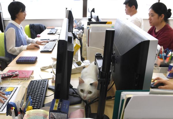 This May 16, 2017 picture by AFPBB News shows a cat in an IT office in Tokyo. Japan is known for long office hours and overworked employees, but one company claims to have found a cure: cats. - Sputnik International