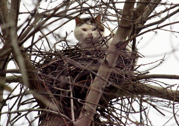 A cat looks out from an eyrie about 12 metres (39.37 feet) above the ground in Moscow, Russia, Wednesday, March 15, 2006. - Sputnik International