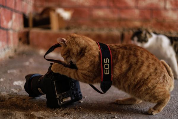 A cat grapples a DSLR camera on the ground at an animal shelter built by the Syrian Organization for the Rescue of Animals (SORA) in Azmarin, near the Turkish border in the north of Syria's rebel-held northwestern Idlib province on December 12, 2020. - Sputnik International
