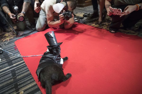 In this Thursday, August 2, 2018 picture, photographers take photos of Merlin, dressed in a 1920s tail tuxedo and top hat on the red carpet during a cat fashion show at the Algonquin Hotel in New York. The event was a fundraiser for the Mayor's Alliance for NYC's Animals, which helps support more than 150 animal shelters and rescues in New York. - Sputnik International
