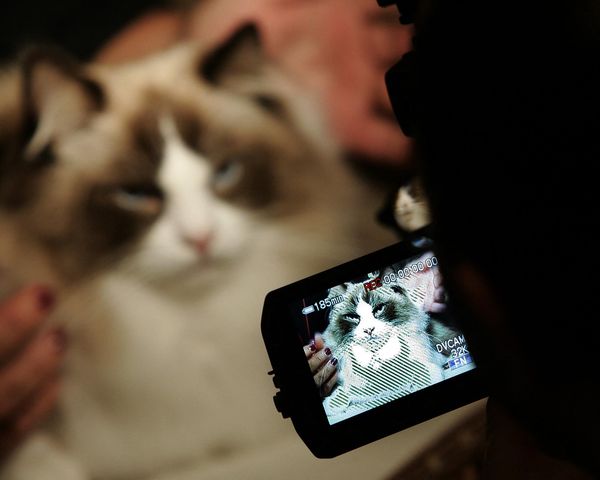 A Ragdoll cat looks into a video camera during a press preview on October 11, 2006 at the 4th Annual CFA Cat Championship hosted by the Cat Fanciers' Association at Madison Square Garden. - Sputnik International