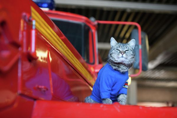 Semyon, the pet cat of a fire brigade in Russia's Tyumen region, sits on a fire truck. - Sputnik International