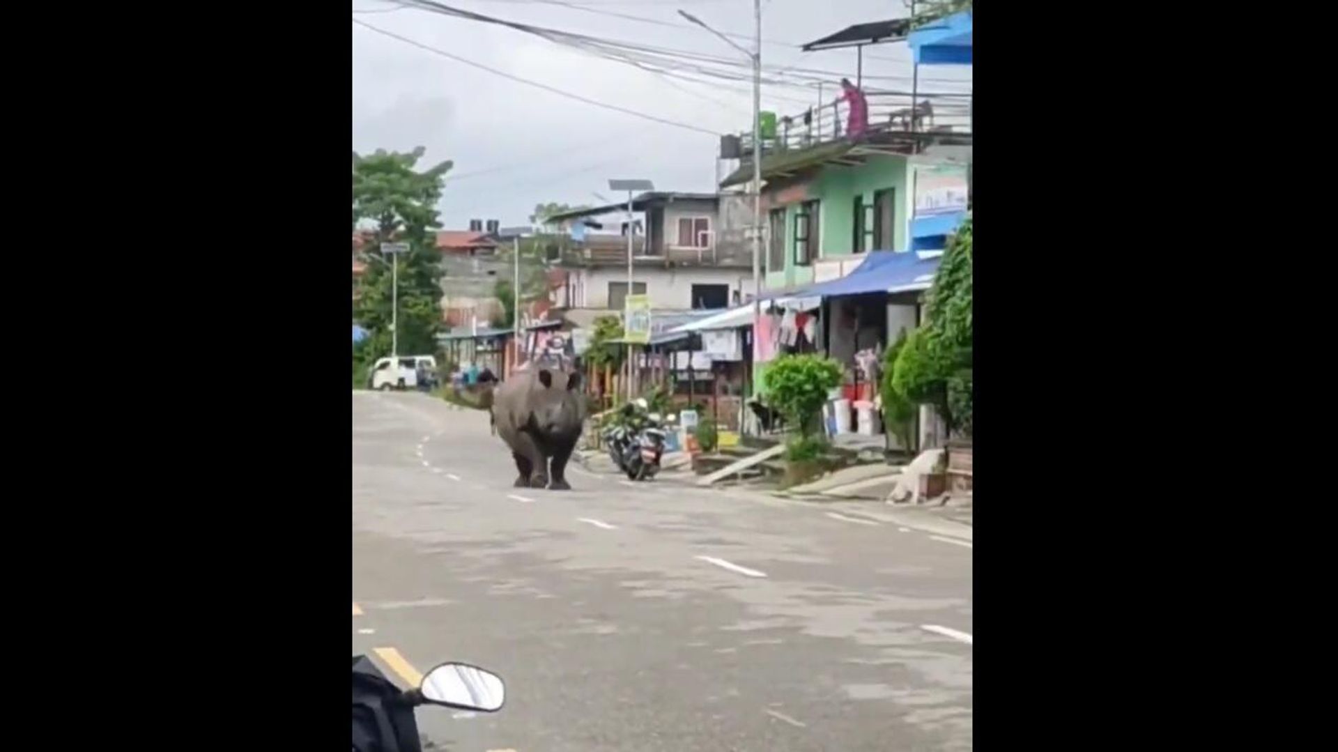 Rhino escaped from Kaziranga National Park in India's Assam - Sputnik International, 1920, 08.08.2022