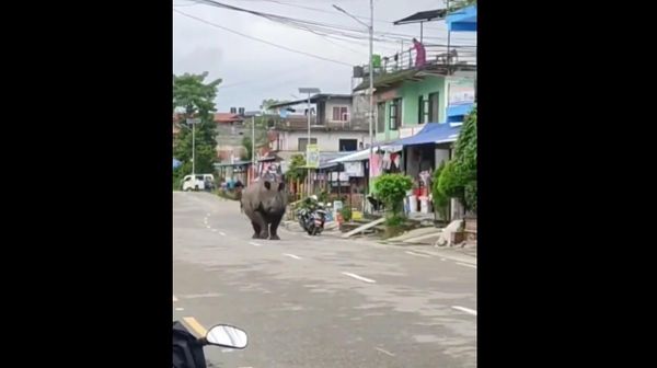 Rhino escaped from Kaziranga National Park in India's Assam - Sputnik International