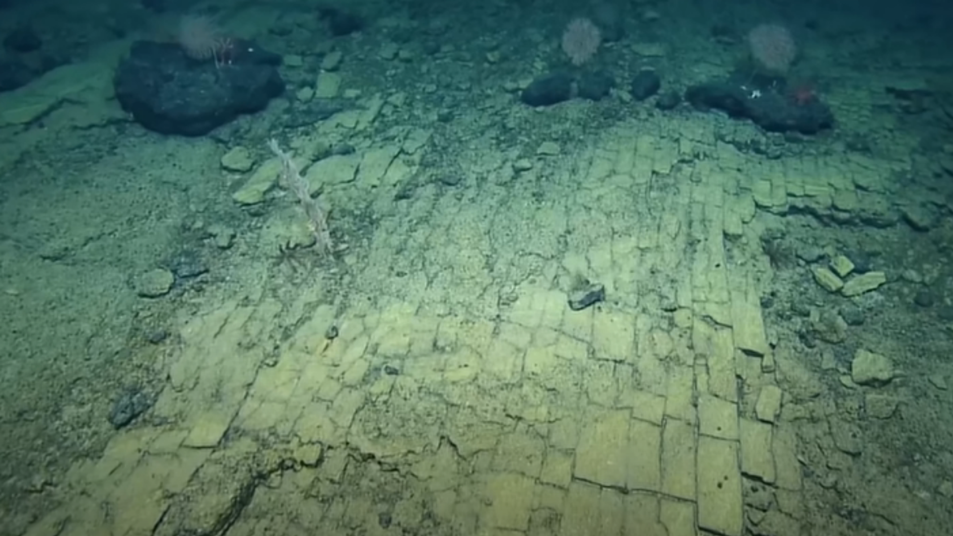 Follow the 'Yellow Brick Road' to Geologic Features of Liliʻuokalani Ridge Seamounts | Nautilus Live - Sputnik International, 1920, 08.08.2022