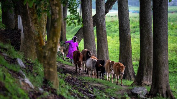 A man herds his cattle on the outskirts of Gauhati, India, Saturday, April 30, 2022. - Sputnik International