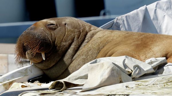  In this file photo taken on July 19, 2022 a young female walrus nicknamed Freya rests on a boat in Frognerkilen, Oslo Fjord, Norway - Sputnik International
