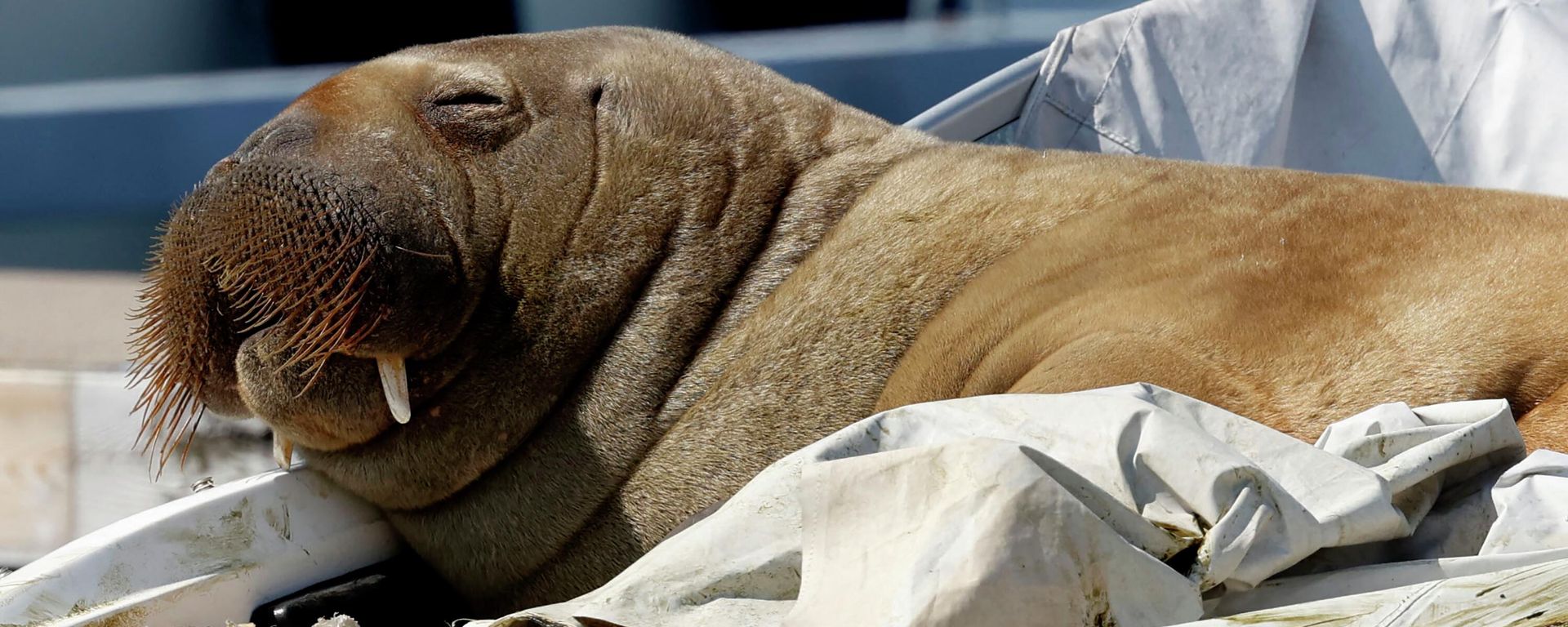 In this file photo taken on July 19, 2022 a young female walrus nicknamed Freya rests on a boat in Frognerkilen, Oslo Fjord, Norway In this file photo taken on July 19, 2022 a young female walrus nicknamed Freya rests on a boat in Frognerkilen, Oslo Fjord, Norway - Sputnik International, 1920, 19.08.2022