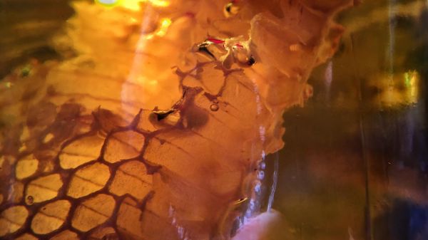 Honey - Sputnik International