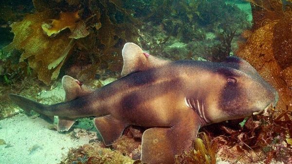  A Crested Horn Shark - Sputnik International