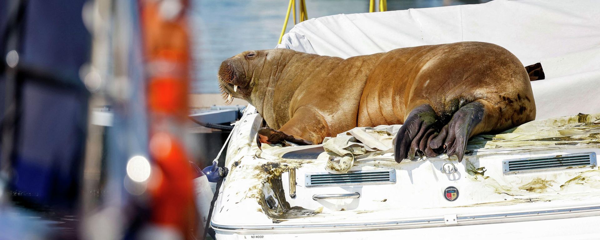 This file photo taken on July 19, 2022 shows young female walrus nicknamed Freya resting on a boat in Frognerkilen, Oslo Fjord, Norway This file photo taken on July 19, 2022 shows young female walrus nicknamed Freya resting on a boat in Frognerkilen, Oslo Fjord, Norway - Sputnik International, 1920, 14.08.2022