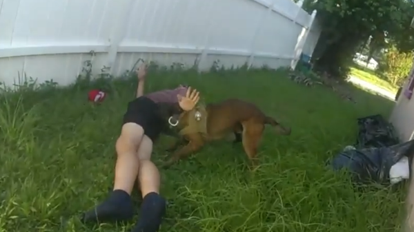Police dog apprehends car jacking suspect by biting him in the butt. - Sputnik International