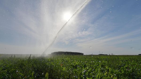 A photograph shows a beet field during water irrigation in full sun, near Saint-Georges-sur-Eure, center France, on August 13, 2022. - Sputnik International