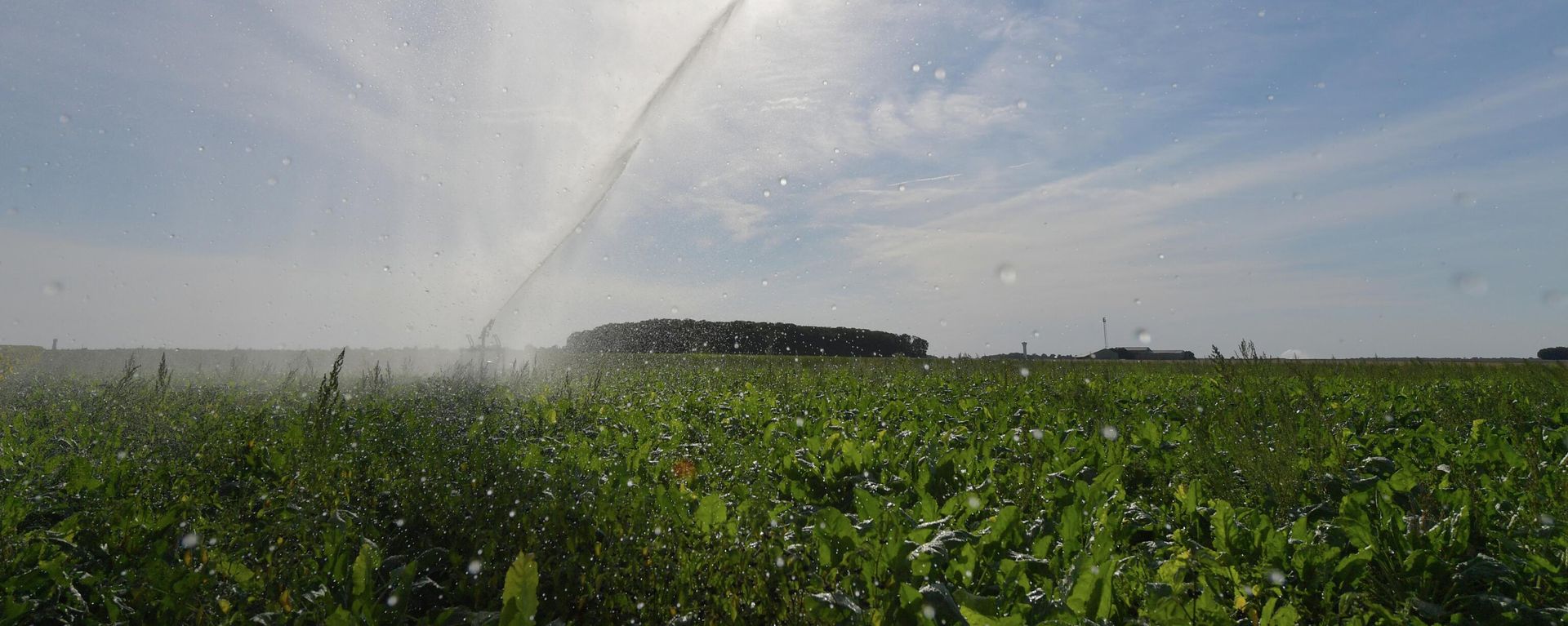 A photograph shows a beet field during water irrigation in full sun, near Saint-Georges-sur-Eure, center France, on August 13, 2022. A photograph shows a beet field during water irrigation in full sun, near Saint-Georges-sur-Eure, center France, on August 13, 2022. - Sputnik International, 1920, 16.08.2022