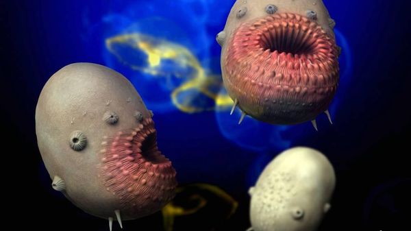 Life restoration of Saccorhytus coronarius - Sputnik International