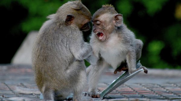 Young macaques play in a temple near Gilimanuk, Bali, Indonesia, on November 12, 2016. (Photo by GABRIEL BOUYS / AFP) - Sputnik International