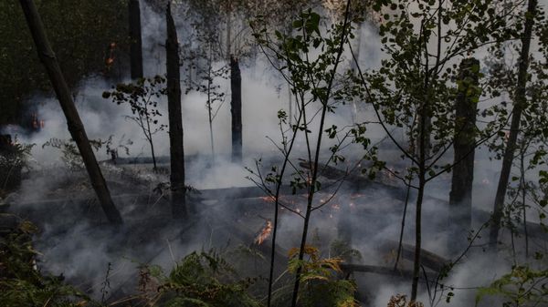 Wildfires in Russia's Ryazan region, August 2022 - Sputnik International