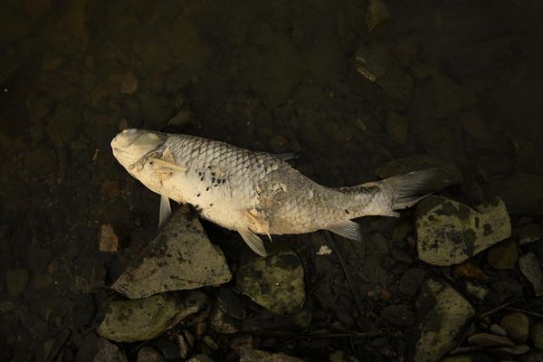 A dead fish is seen by the banks of Lake Poyang in Juijiang, China's central Jiangxi province - Sputnik International
