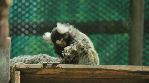 A marmoset monkey at the Nehru Zoological park, Hyderabad, India - Sputnik International