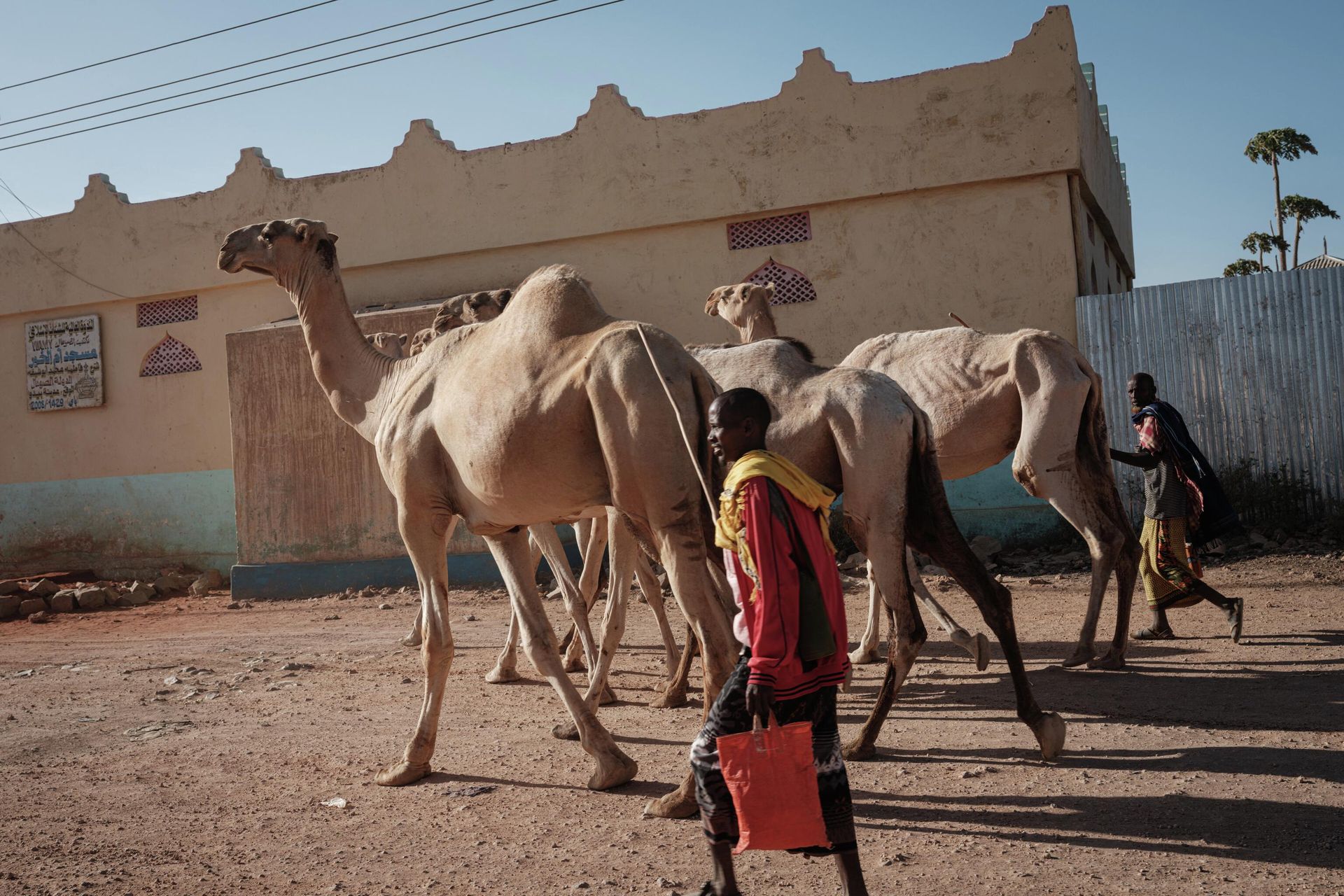 Men lead skinny camels on a street in Baidoa, Somalia, on February 15, 2022 Men lead skinny camels on a street in Baidoa, Somalia, on February 15, 2022 - Sputnik International, 1920, 26.08.2022