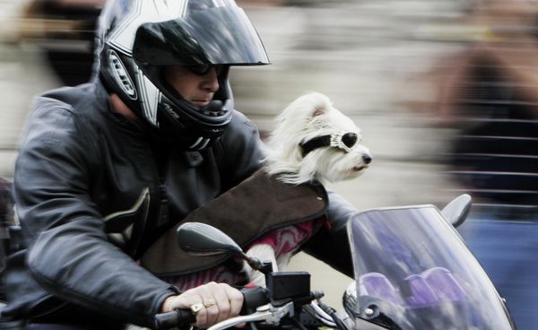 A motorcycle driver and his eye-goggled-dog race past the chapel where Oscar-winning actress Nicole Kidman is set to marry country music star Keith Urban in Sydney on June 25, 2006. Several thousand people lined the street for a chance to glimpse Kidman and Urban. - Sputnik International