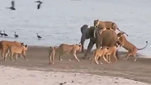 Lone tusker takes on 14 lionesses & wins…
Who should be than king of forest ? - Sputnik International
