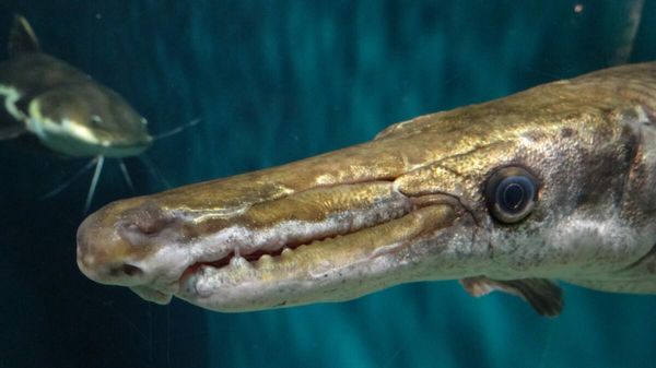 Alligator Gar - Sputnik International