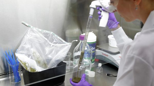 In this Thursday, June 19, 2014 photo, technical assistant Eliska Didyk transfers human fecal matter solution into a bottle in an OpenBiome laboratory, in Medford, Mass. With many patients no longer responding to potent antibiotics, stool has emerged as a surprisingly effective treatment for hard-to-treat gut infections - Sputnik International
