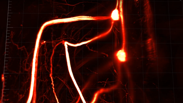 Scientists discover sensory neurons that carry messages between fat tissue and the brain - Sputnik International
