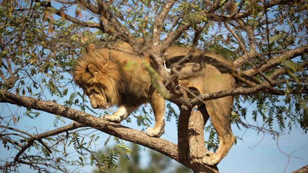 Tree-climbing lion - Sputnik International