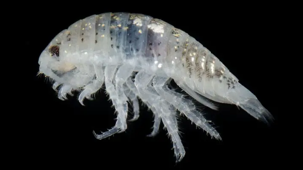 A close-up of a water-line isopods (Excirolana chiltoni) - Sputnik International