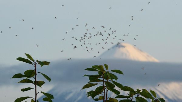 Klyuchevskoy volcano - Sputnik International