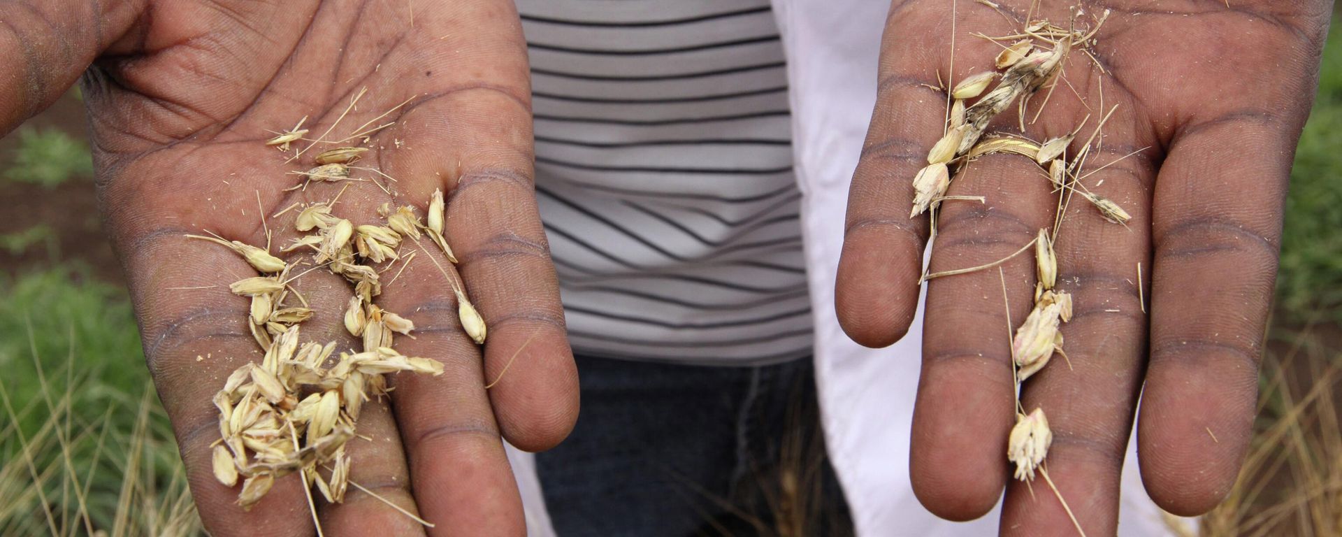 FILE - In this Oct. 22, 2010, file photo a scientist holds grains of wheat from plants infected with Ug99 stem rust fungus at the Kenya Agricultural Research Institute in Njoro, Kenya, 200 kilometers (125 miles) northwest of Nairobi. FILE - In this Oct. 22, 2010, file photo a scientist holds grains of wheat from plants infected with Ug99 stem rust fungus at the Kenya Agricultural Research Institute in Njoro, Kenya, 200 kilometers (125 miles) northwest of Nairobi. - Sputnik International, 1920, 07.09.2022
