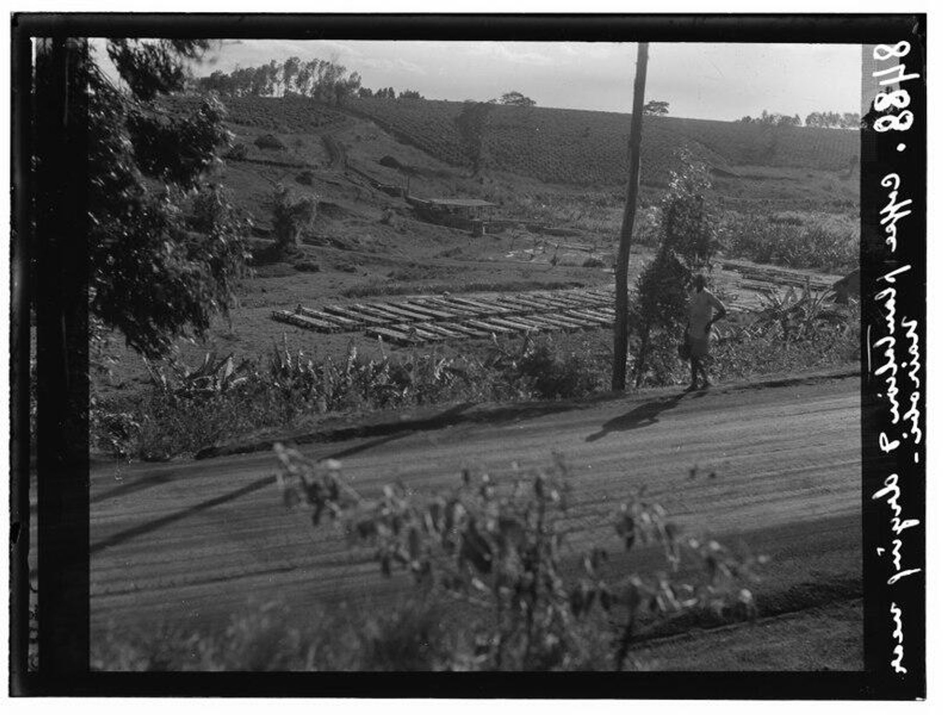 Drying trays on a coffee plantation in Britain's Kenya Colony near Nairobi, 1936 - Sputnik International, 1920, 08.09.2022