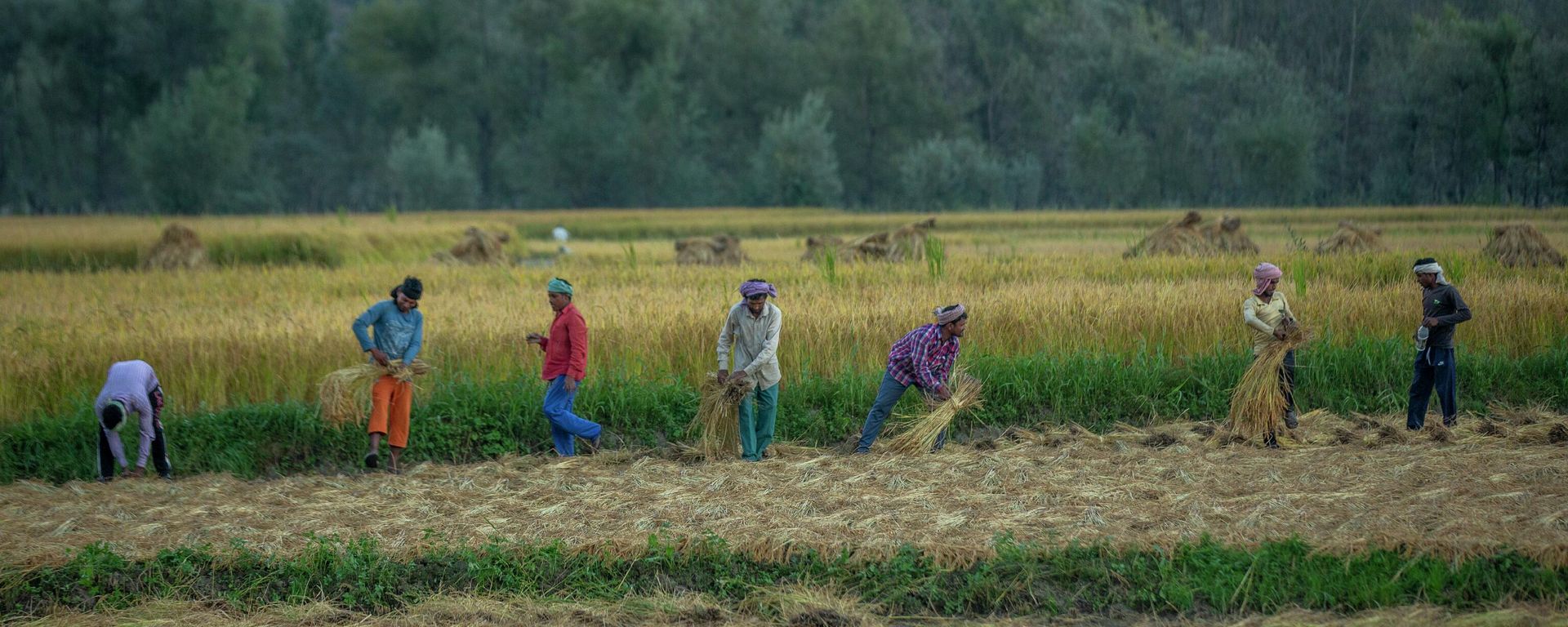 Laborers harvest paddy at a rice field in Mingam village, northeast of Srinagar, Indian controlled Kashmir, Friday, Sept. 24, 2021. - Sputnik International, 1920, 09.09.2022