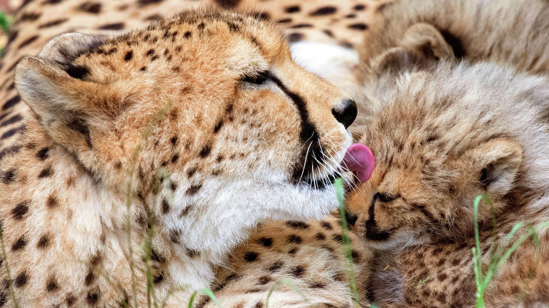 The cheetah mother Freela relaxes with one of her cubs in the Erfurt zoo in Erfurt, Germany, Wednesday, June 27, 2018. The four cheetah cubs, one male and three female, were born on May 9, 2018. (AP Photo/Jens Meyer) - Sputnik International, 1920, 09.09.2022