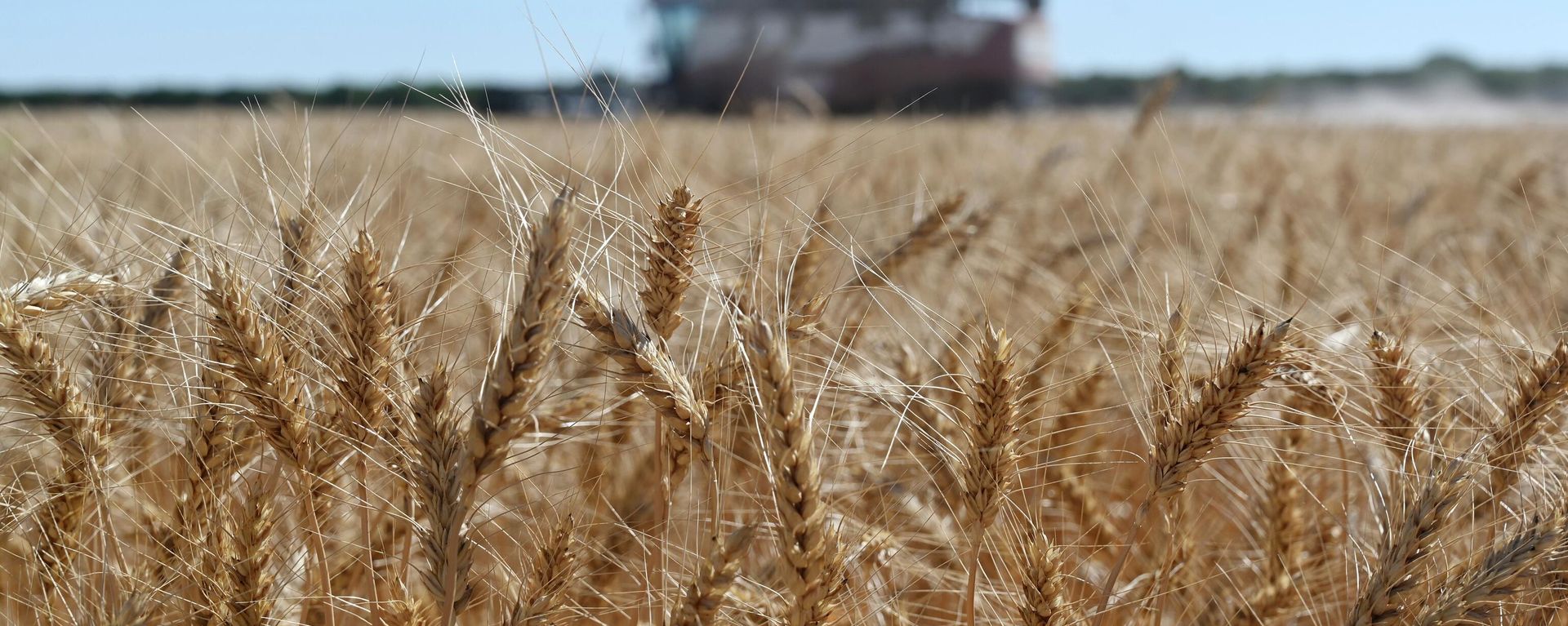 A harvester collects wheat in Semikarakorsky District of Rostov-on-Don region near Semikarakorsk, Southern Russia, Wednesday, July 6, 2022. A harvester collects wheat in Semikarakorsky District of Rostov-on-Don region near Semikarakorsk, Southern Russia, Wednesday, July 6, 2022. - Sputnik International, 1920, 12.11.2023