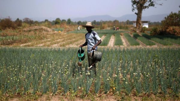 A man waters his field of onions outside  Bangui, Central African Republic,  Thursday Feb. 11, 2016. The U.N. World Food Program estimates that nearly half the country _ 2.5 million people _ are facing hunger as  more than two years of violence has severely disrupted the country’s agriculture and health care sectors.Two former prime ministers,  Touadera and  Anicet Georges Dologuele, are running neck-and-neck in the second round of presidential elections Sunday Feb. 14  to end years of violence pitting Muslims against Christians in the Central African Republic. (AP Photo/Jerome Delay) - Sputnik International