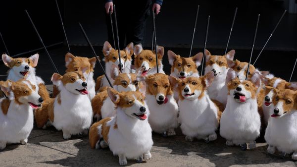 A group of corgi puppets made by puppet maker Louise Jones each one an individual and based on past and present Royal corgis, part of 'The Queen's Favourites' for the Platinum Jubilee Pageant, in Coventry, England, Thursday, May 5, 2022.  - Sputnik International