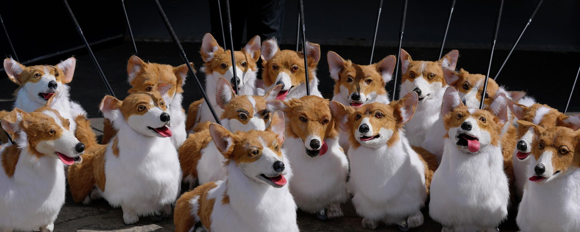 A group of corgi puppets made by puppet maker Louise Jones each one an individual and based on past and present Royal corgis, part of 'The Queen's Favourites' for the Platinum Jubilee Pageant, in Coventry, England, Thursday, May 5, 2022. A group of corgi puppets made by puppet maker Louise Jones each one an individual and based on past and present Royal corgis, part of 'The Queen's Favourites' for the Platinum Jubilee Pageant, in Coventry, England, Thursday, May 5, 2022. - Sputnik International, 1920, 10.09.2022