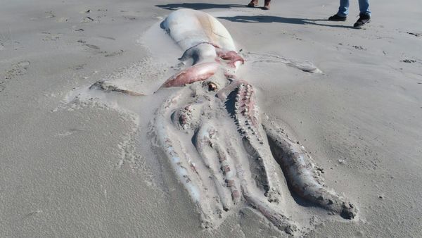 Giant Squid - Sputnik International