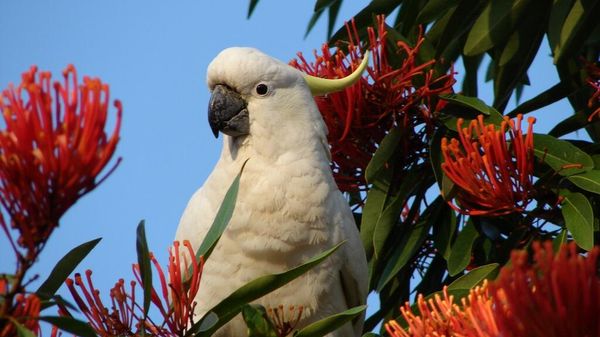Cacatua galerita - Sulphur-crested Cockatoo - Sputnik International