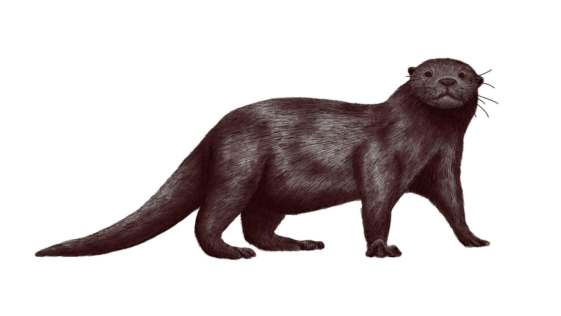 Reconstruction of Enhydriodon omoensis Reconstruction of Enhydriodon omoensis - Sputnik International, 1920, 14.09.2022